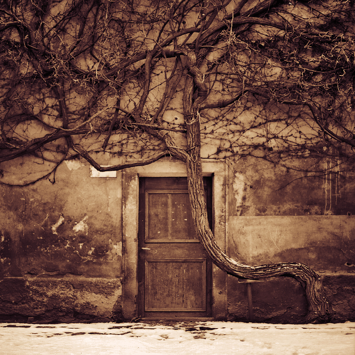 Stephen Austin Welch advertising fine art landscape photographer bent tree B&W black and white moody dramatic photograph