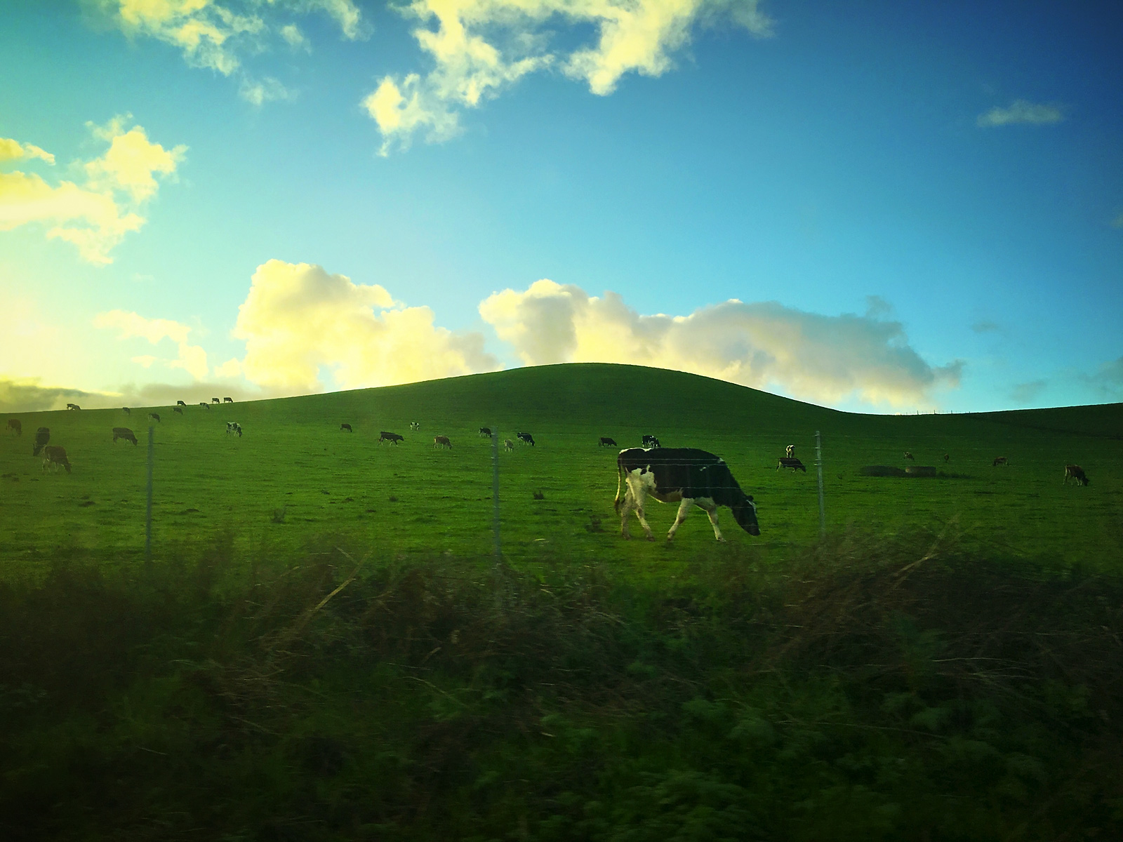 Stephen Austin Welch commercial director advertising photographer lifestyle portrait landscape winery vineyard coastal_cow