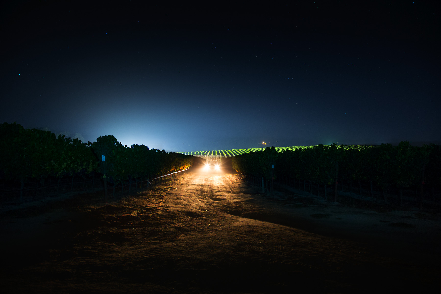 Stephen Austin Welch commercial director advertising photographer lifestyle portrait landscape winery vineyard hall_walt_20180919_harvest-vineyard_vista