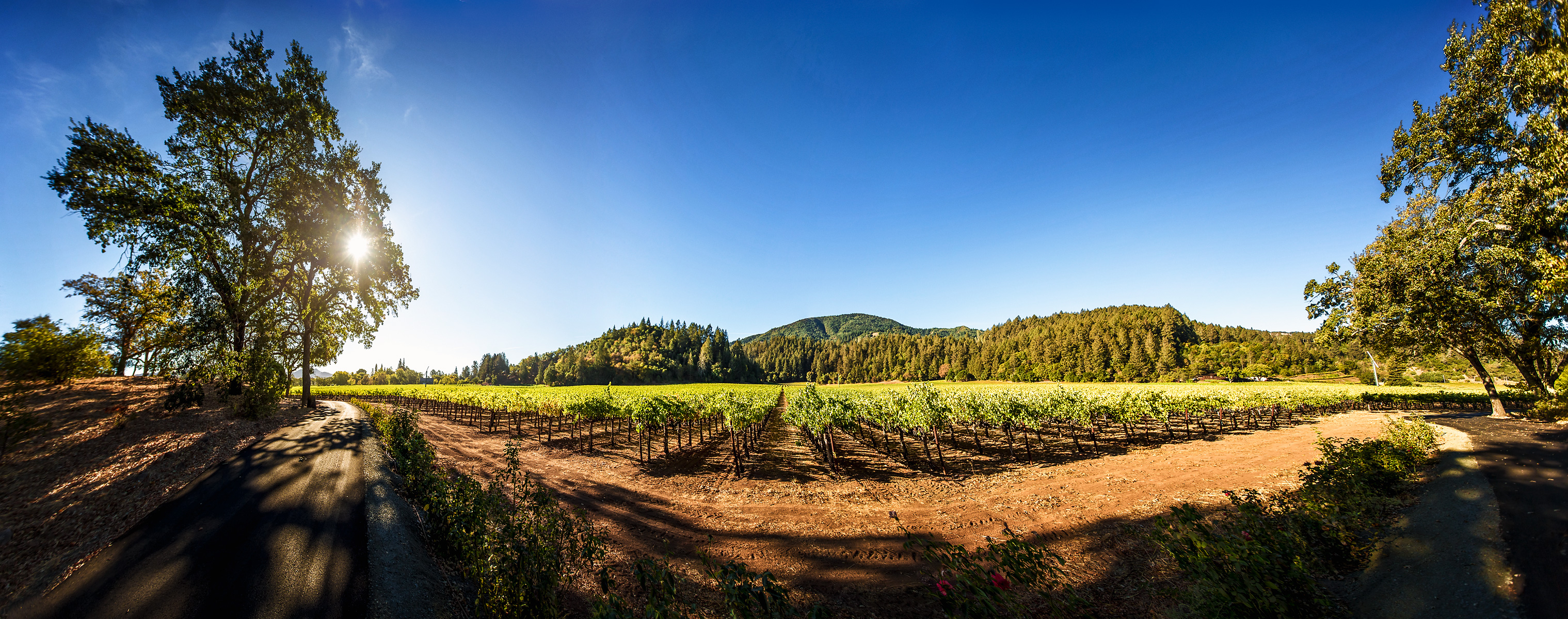 Stephen Austin Welch commercial director advertising photographer lifestyle portrait landscape winery vineyard hewitt_panorama