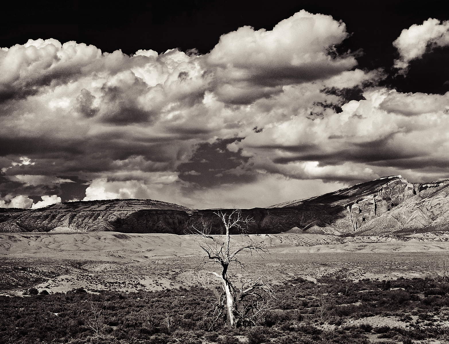 Stephen Austin Welch commercial director & advertising and fine art landscape photographer solitary tree B&W black and white sepia selenium duo-toned photography: moody and dramatic fine art photographs