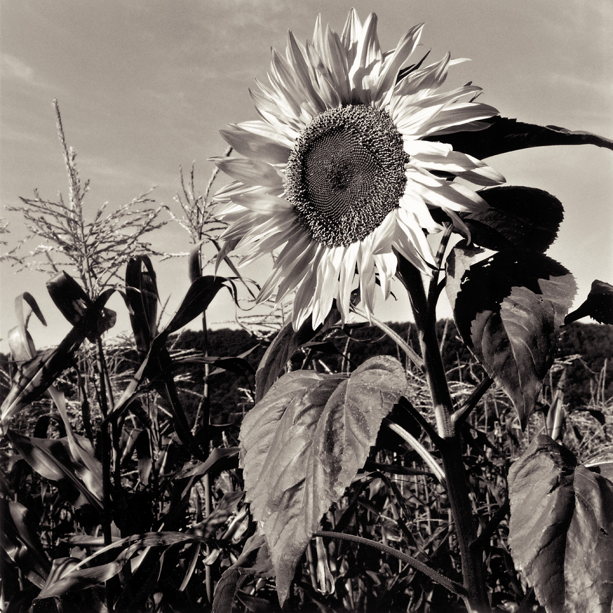 Stephen Austin Welch commercial director & advertising and fine art landscape photographer sunflower B&W black and white sepia selenium duo-toned photography: moody and dramatic fine art photographs